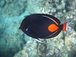 Achilles Tang (Pa kui kui)