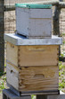Beekeeping