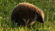West European Hedgehog (Erinaceus europaeus)