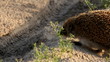 West European Hedgehog (Erinaceus europaeus)