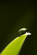 leaf with rain droplets