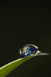 leaf with rain droplets（Recovery - earth concept ）