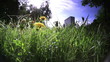 Video: Dandelion in the city Dandelion in the city