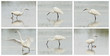 Egretta garzetta or small white heron photo series