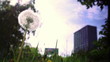 Dandelion in the city