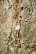Photo: papillon de nuit sur un tronc d'acacia papillon de nuit sur un tronc d'acacia