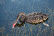 black swan feeding on aquatic plants