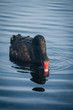 black swan feeding by filtering water