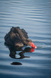 black swan filtering surface water