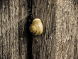 Schneckenhaus auf Holzwand 2, experimental