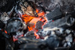 Coal
