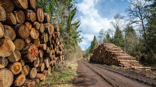 Photo: Stock de grumes Stock de grumes