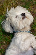 cane Maltese