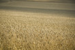 golden wheat field hertfordshire uk