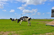 cattle of cows running in green meadow 