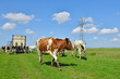 cattle of cows running in green meadow 