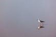 Black-winged Stilt