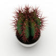 cactus in a vase