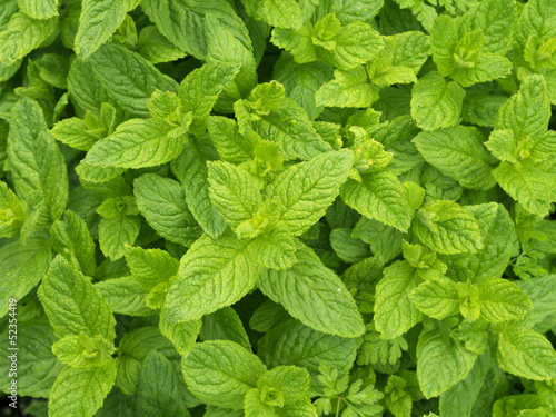 Photo: Mint Mint