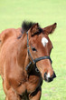 brown horse close up portrait