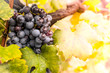 pronta per vendemmia