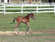cute foal running farm scene