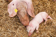 pig with mother