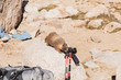 Yellow-bellied marmot