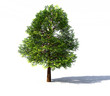 Deciduous tree rendered