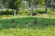 Quebec, caribou in the Saint Felicien zoo