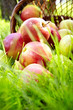Healthy Organic Apples in the Basket.