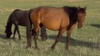 Horses on Pasture. Motion at a rate of 120 fps