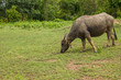 Thailand's buffalo pasture.