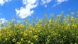 Rapeseed on the field in mild wind.