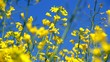 Rapeseed on the field in mild wind.