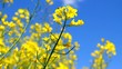 Rapeseed on the field.
