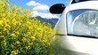 Green fuel concept; rapeseed and a car on the field.