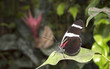 Doris Longwing butterfly Heliconius doris