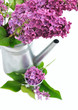 lilas mauve