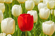 White tulips with one red standing out.