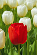 White tulips with one red standing out.
