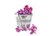 pétales de lilas