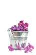 pétales de lilas