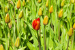 Closed tulips with one red open standing out.