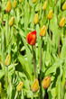 Closed tulips with one red open standing out.