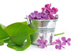 pétales de lilias
