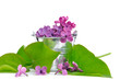 pétales de lilas