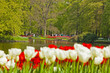 Red and white tulips in garden with tourists in the background.