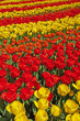 Red and yellow tulips in spring garden. Keukenhof. Lisse.