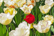 White tulips with one red standing out.
